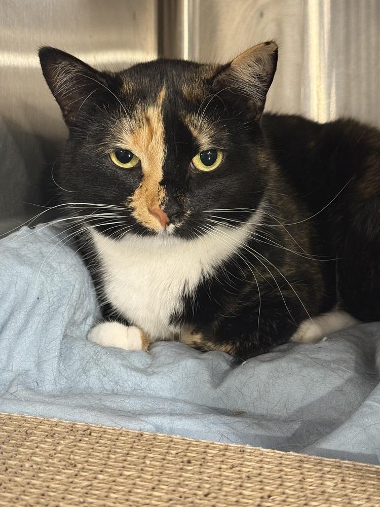 Enlarge Marie (BONDED PAIR), a Adoptable Domestic Short Hair in Bolton, CT image 5/6