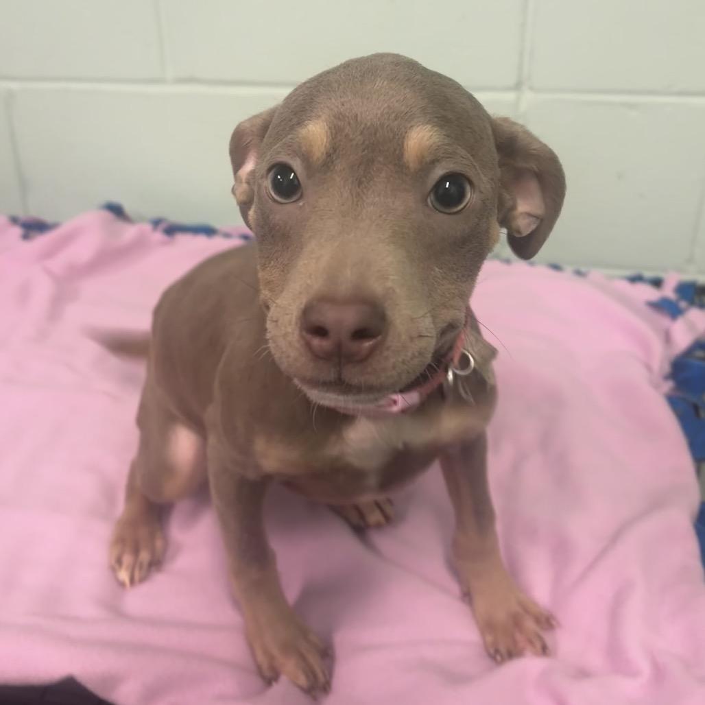 Lady Fish, Adoptable, Puppy Female Mixed Breed.
