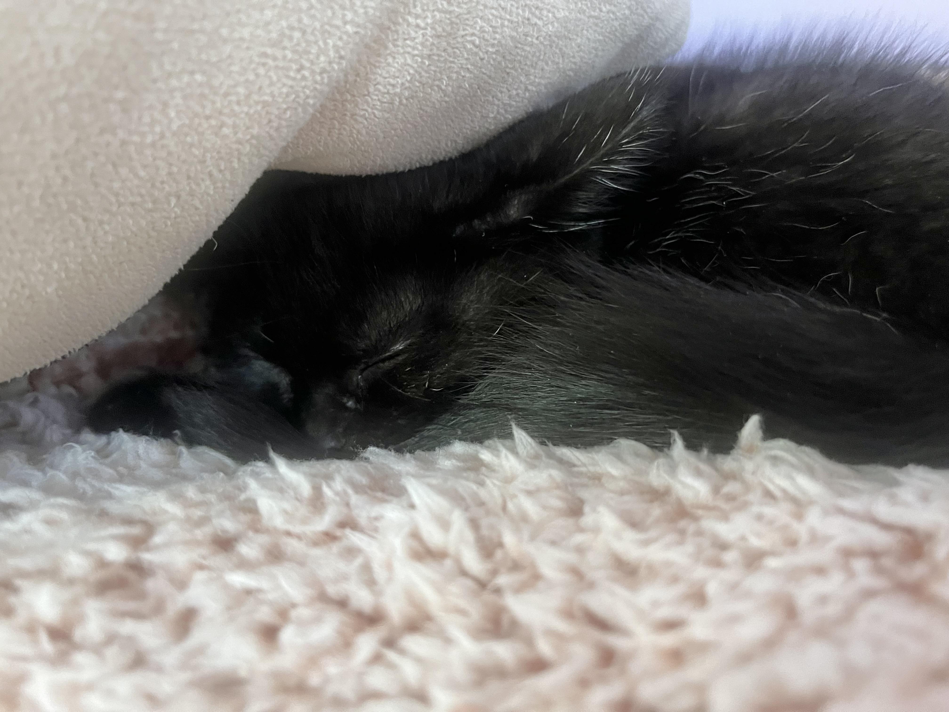 Enlarge Thackery, a Adopted American Shorthair in scottsville, VA image 1/3