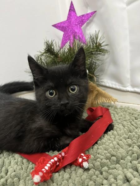 Thackery, Adopted, Young Male American Shorthair.