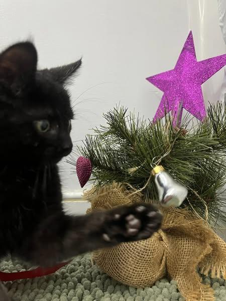 Enlarge Thackery, a Adopted American Shorthair in scottsville, VA image 3/3