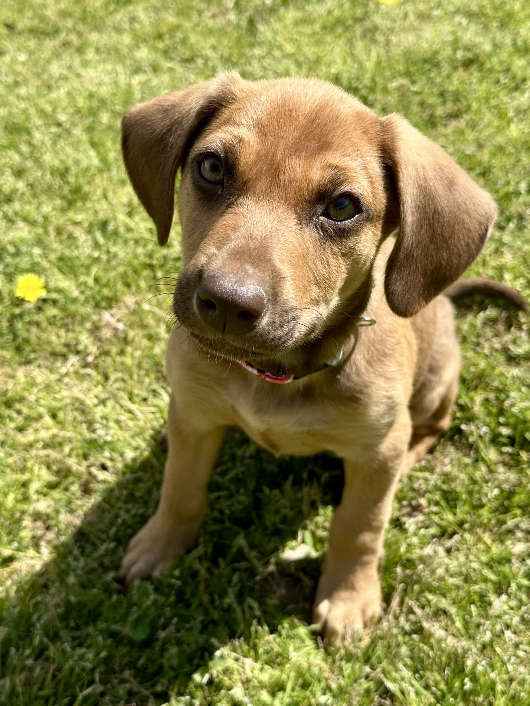 Enlarge Daffodil, a ADOPTABLE mixed breed in Lawrenceville, GA image 6/6