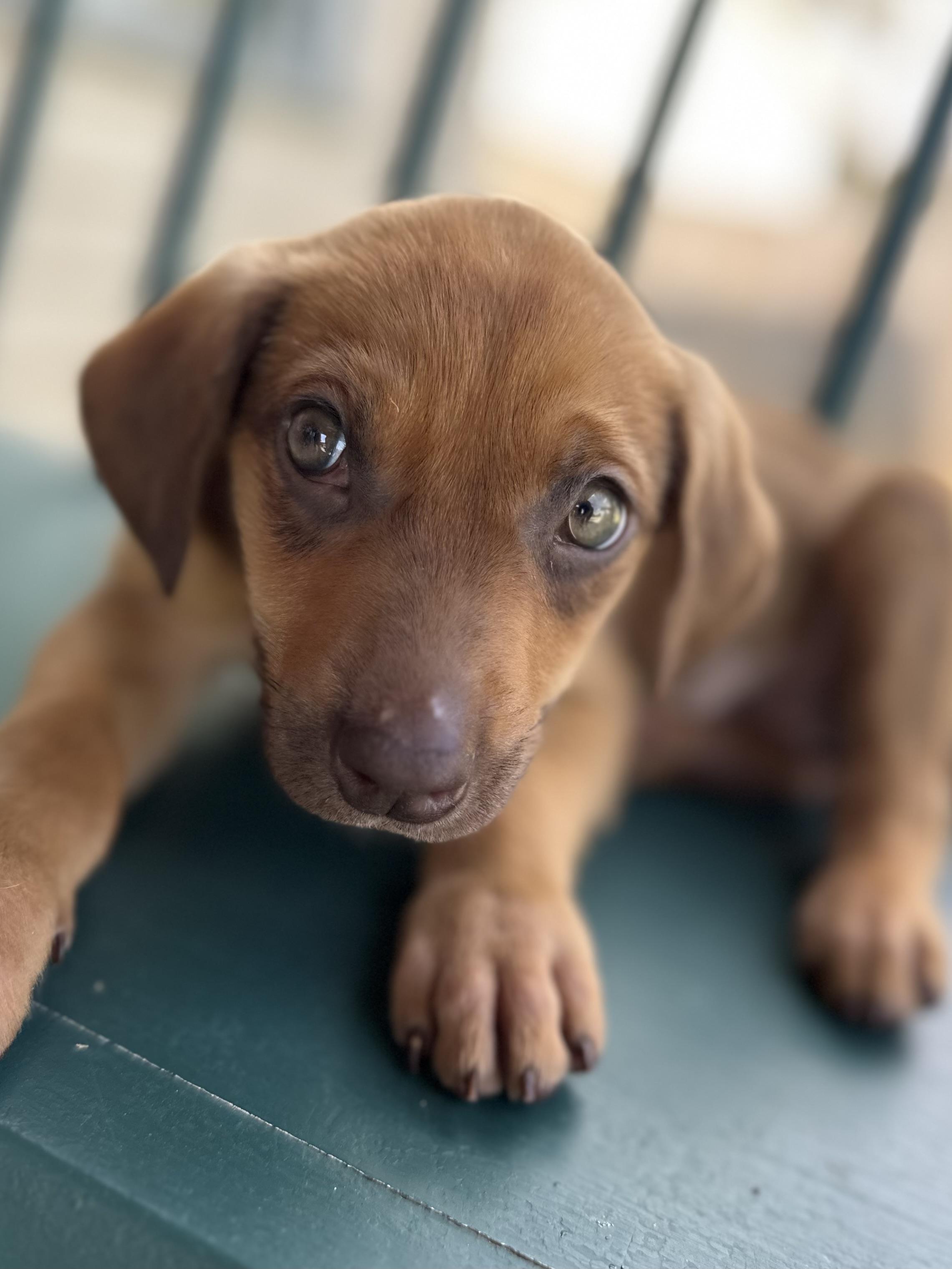Enlarge Daffodil, a ADOPTABLE mixed breed in Lawrenceville, GA image 3/6