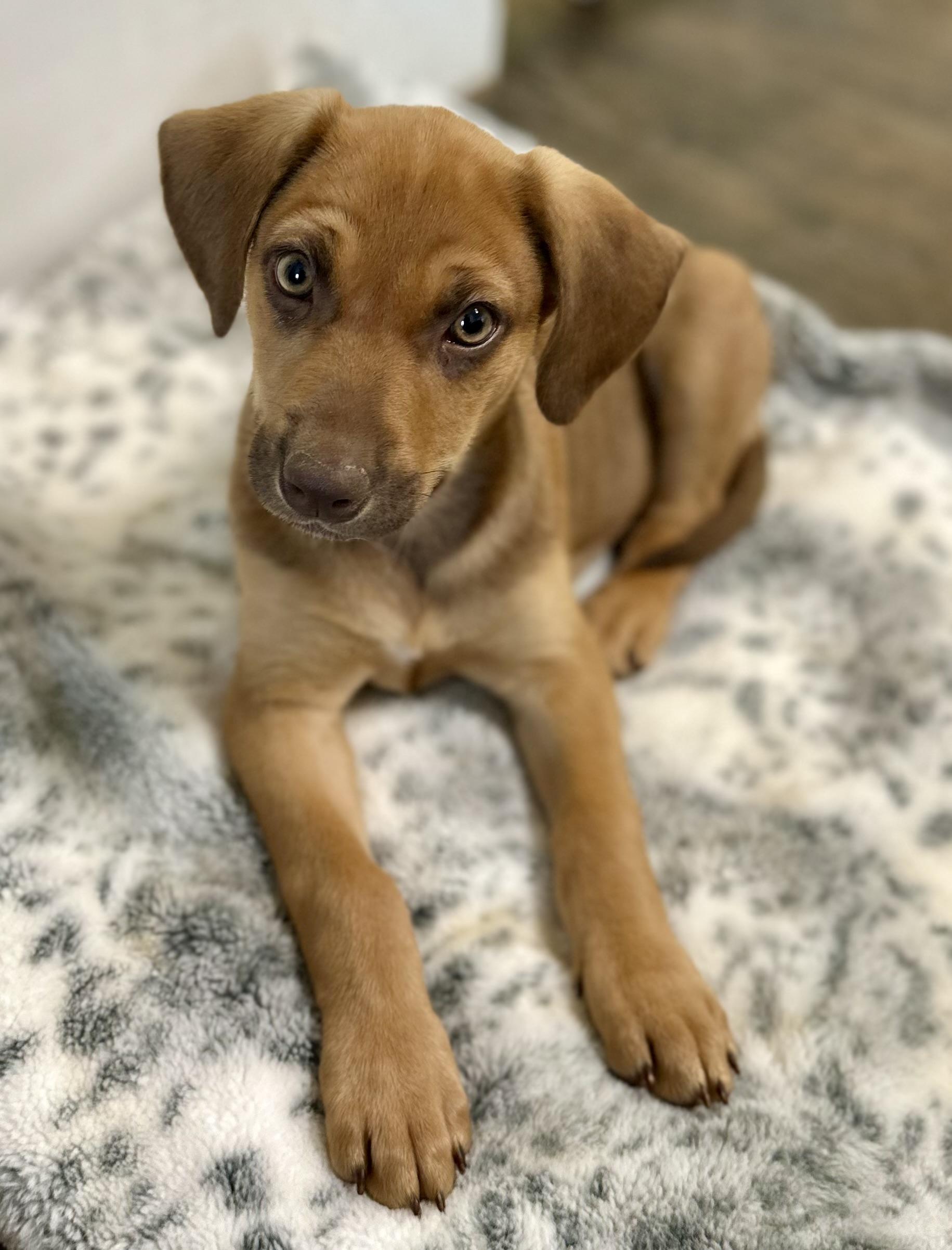 Enlarge Daffodil, a ADOPTABLE mixed breed in Lawrenceville, GA image 5/6