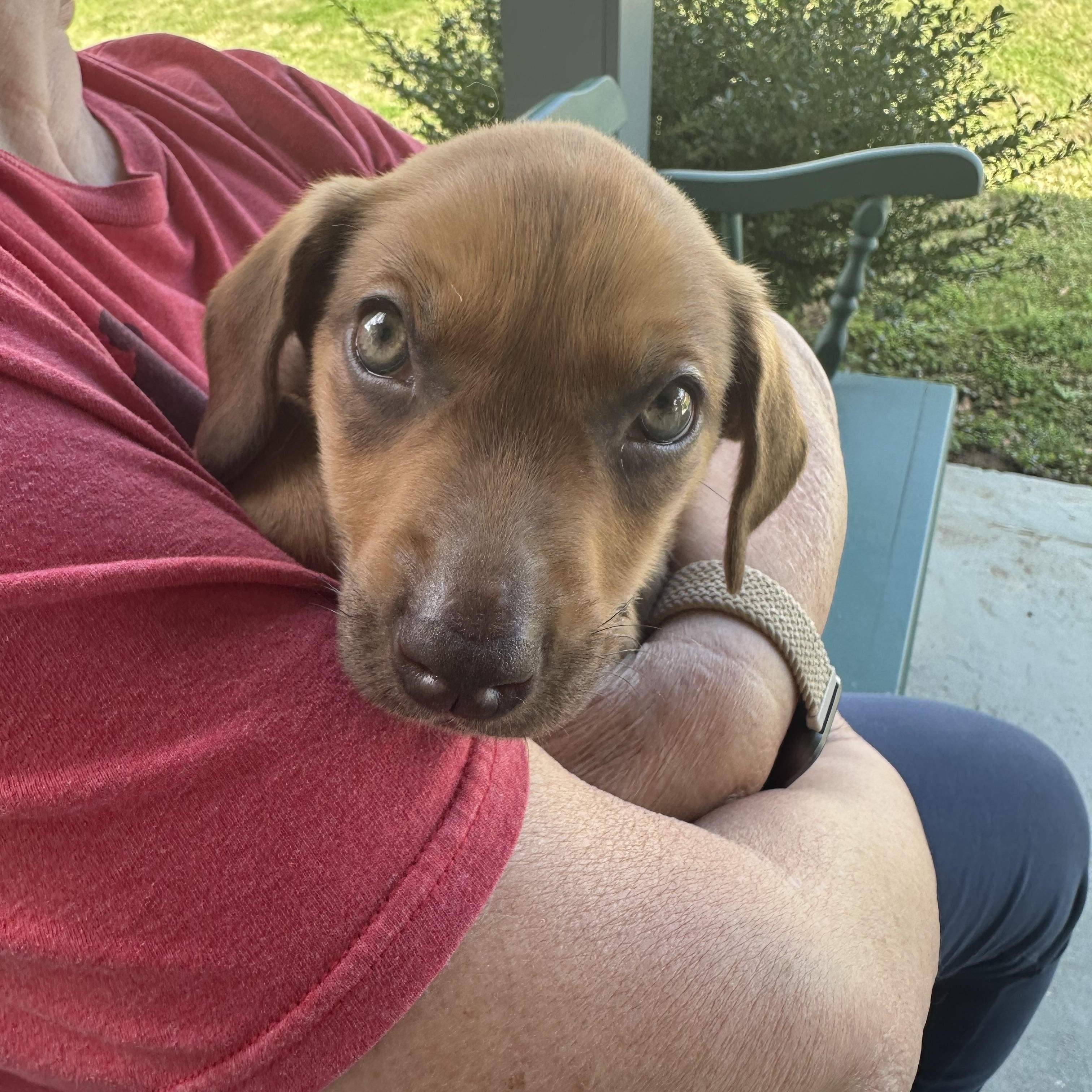 Daffodil — thumbnail 3