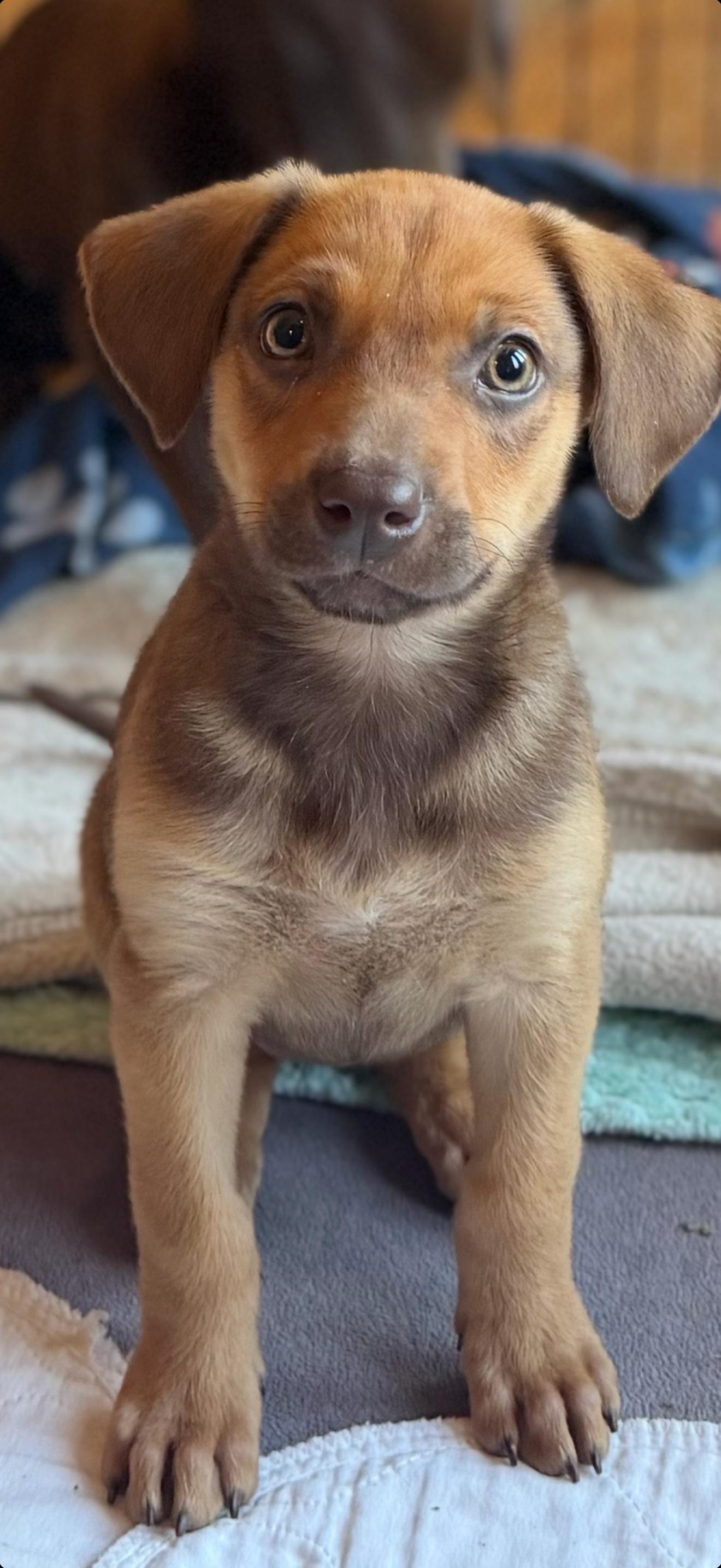 Enlarge Daffodil, a ADOPTABLE mixed breed in Lawrenceville, GA image 1/6