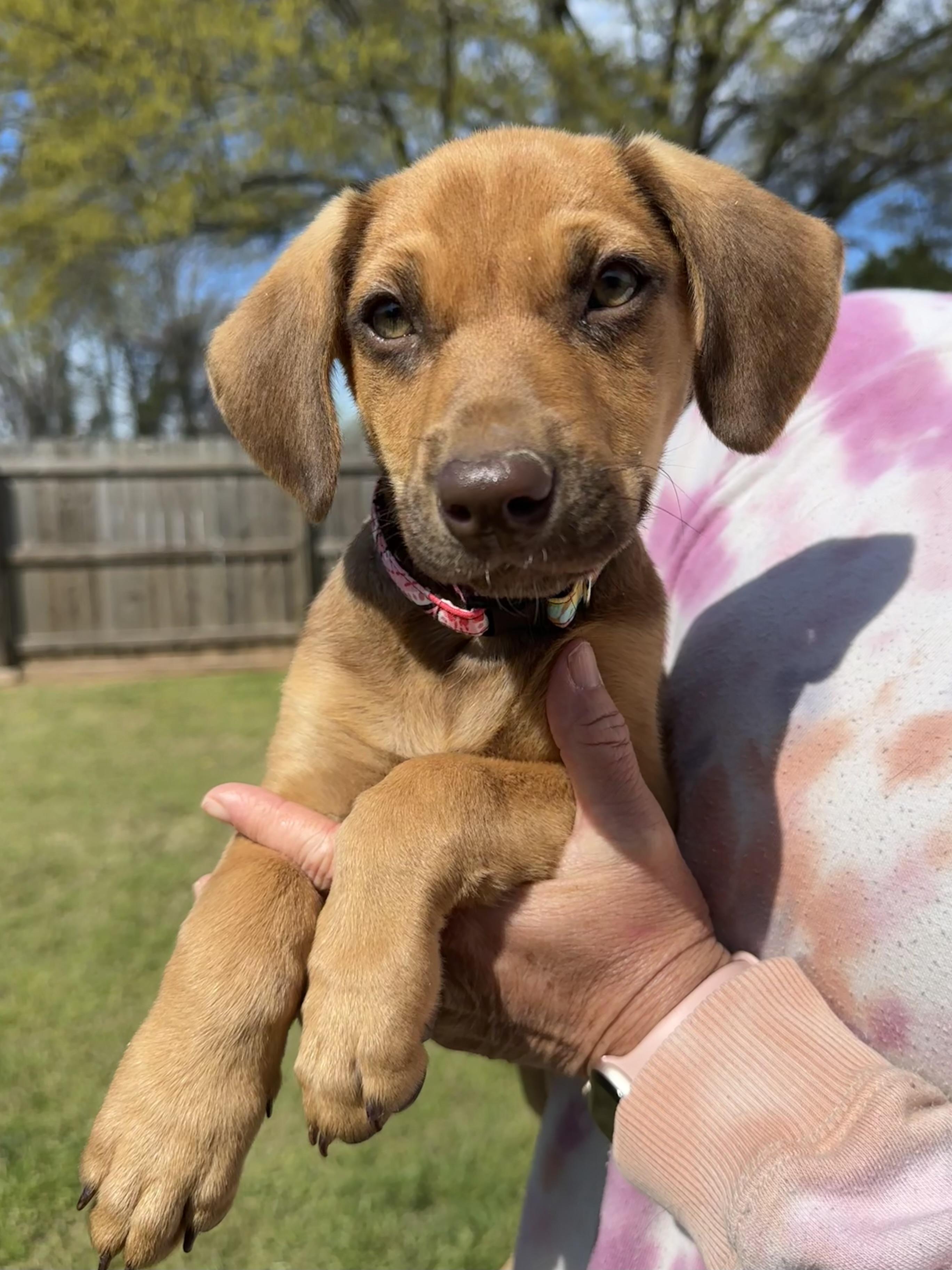 Enlarge Daffodil, a ADOPTABLE mixed breed in Lawrenceville, GA image 2/6