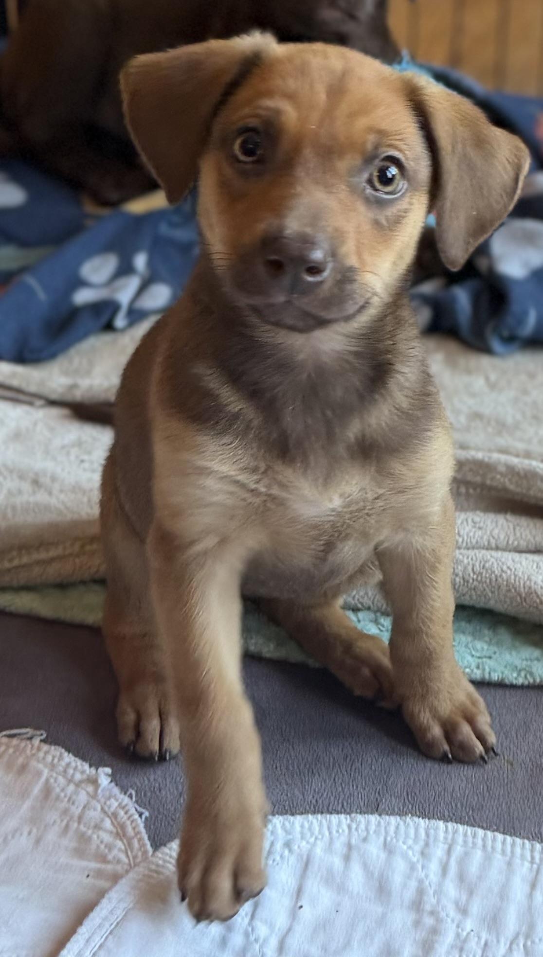 Enlarge Daffodil, a ADOPTABLE mixed breed in Lawrenceville, GA image 4/6