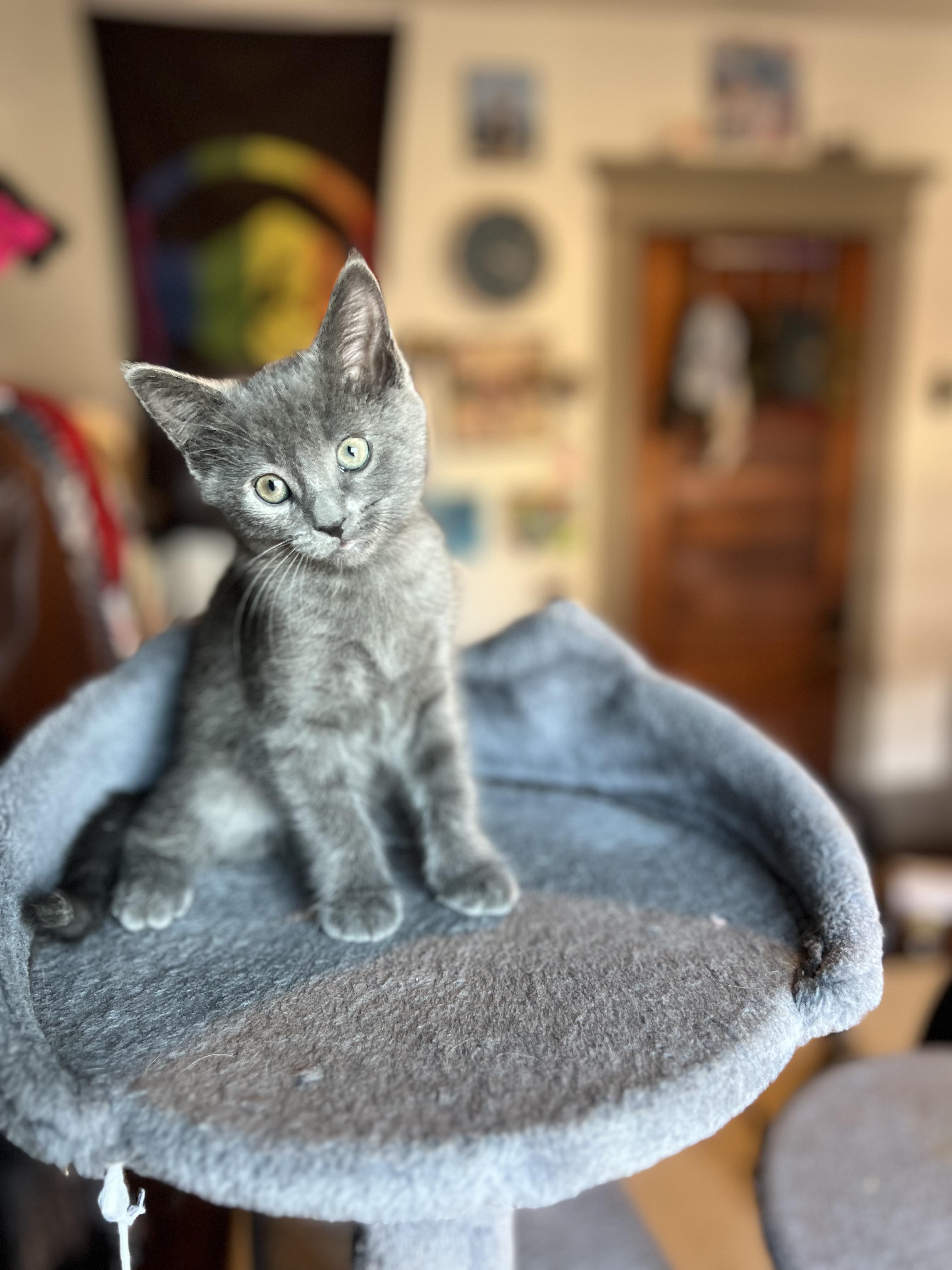 Acadia, Adoptable, Kitten Female Domestic Short Hair.