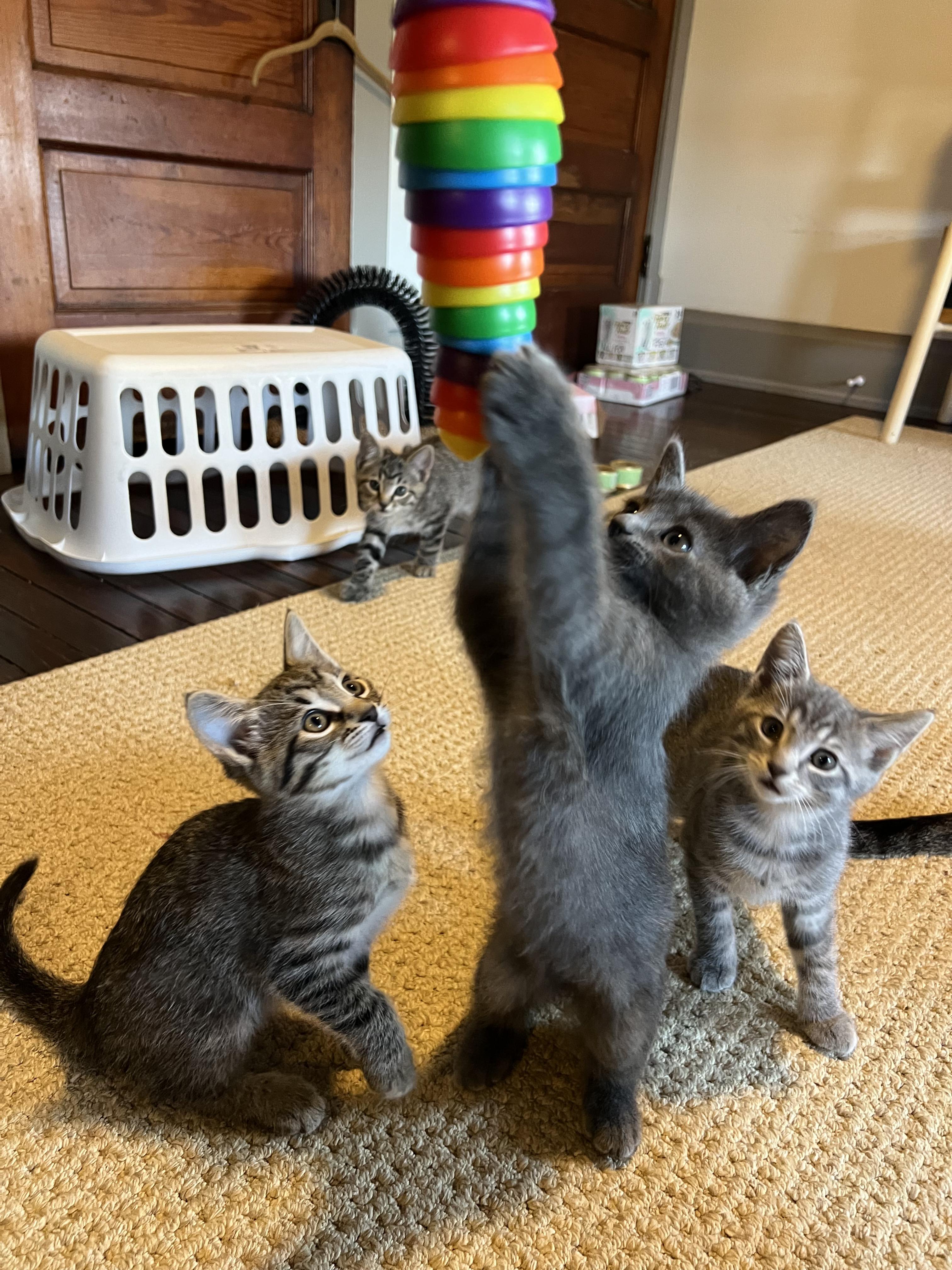 Enlarge Acadia, a Adoptable Domestic Short Hair in Columbus, OH image 6/6