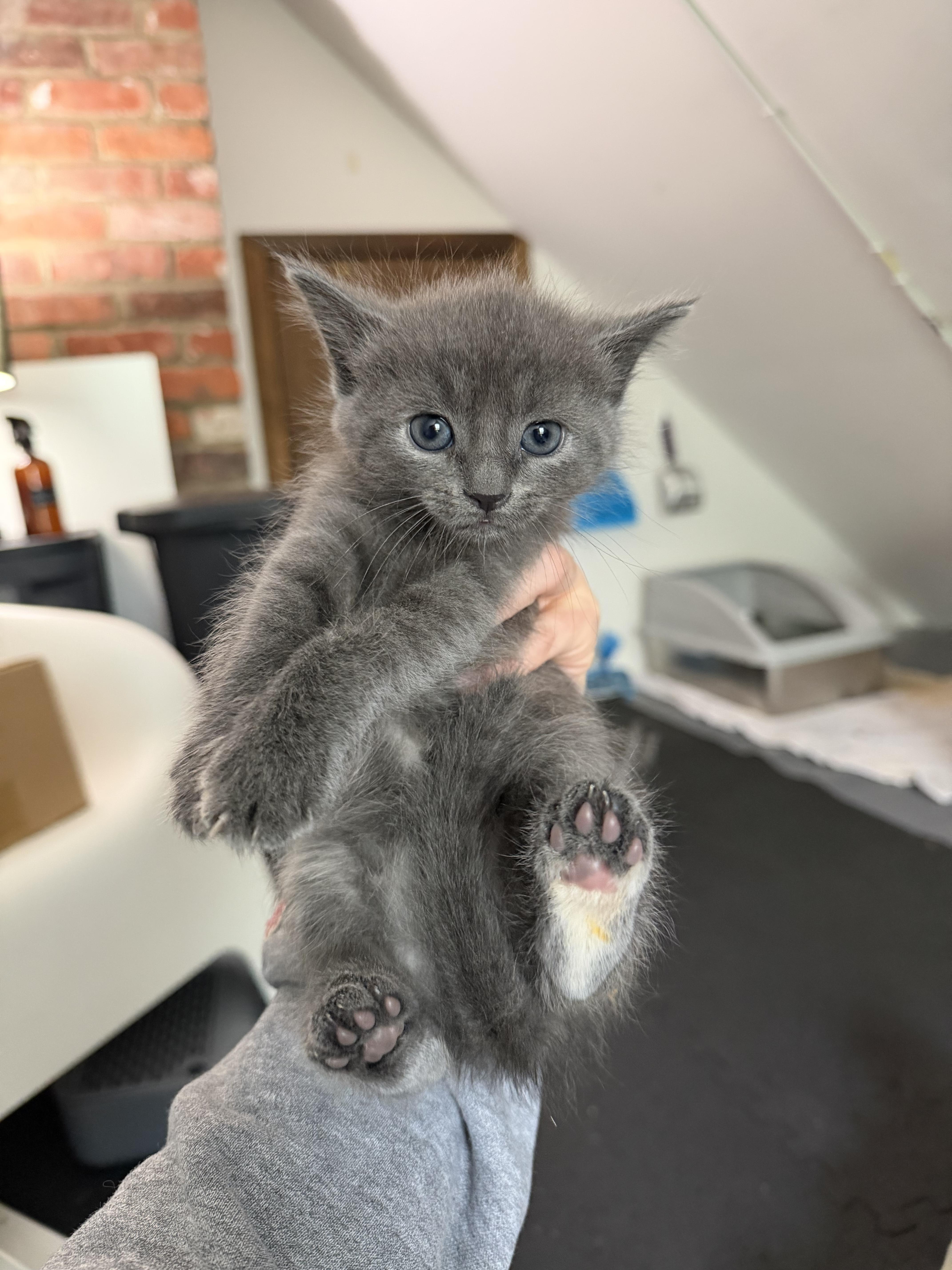 Enlarge Acadia, a Adoptable Domestic Short Hair in Columbus, OH image 3/6