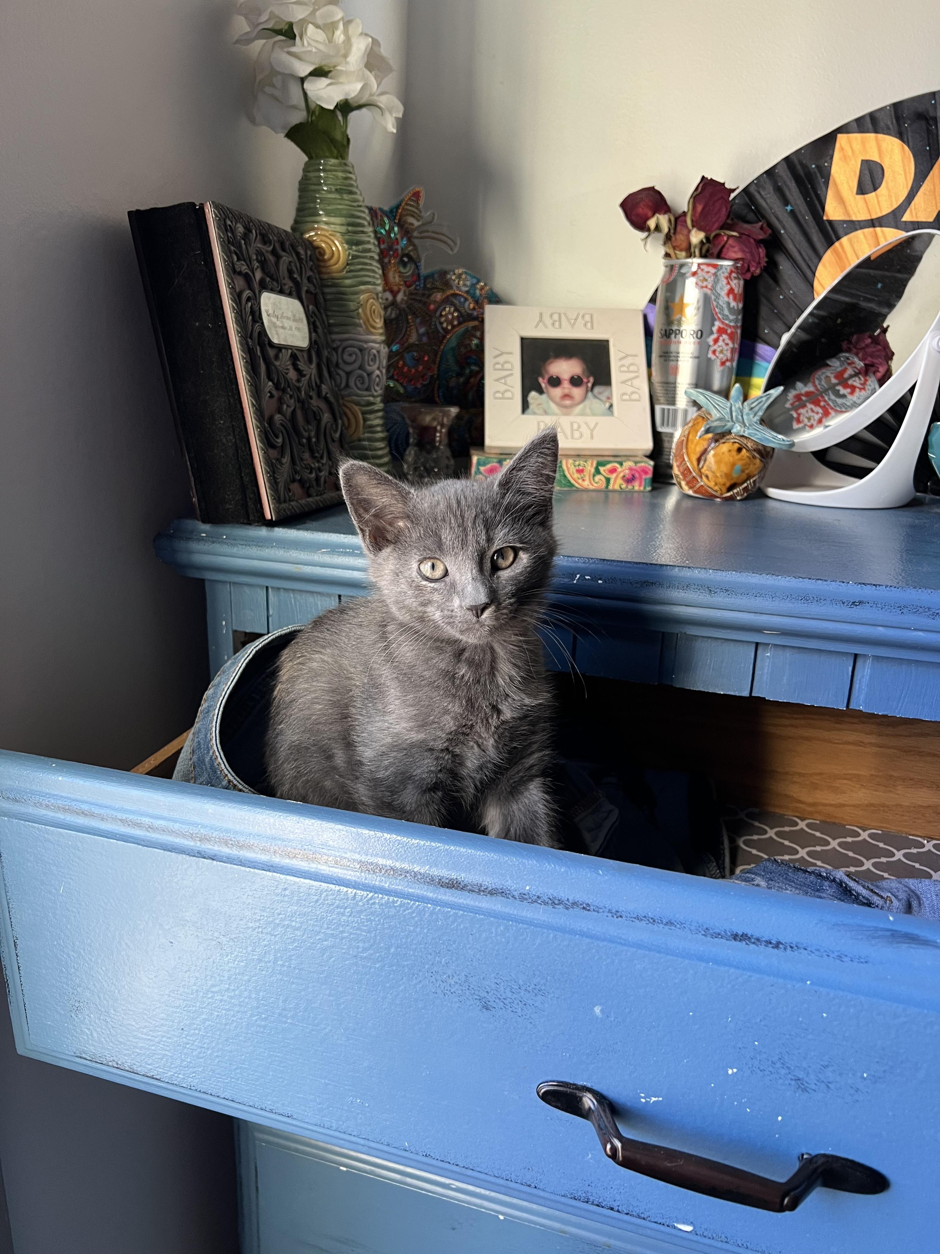 Enlarge Acadia, a Adoptable Domestic Short Hair in Columbus, OH image 4/6