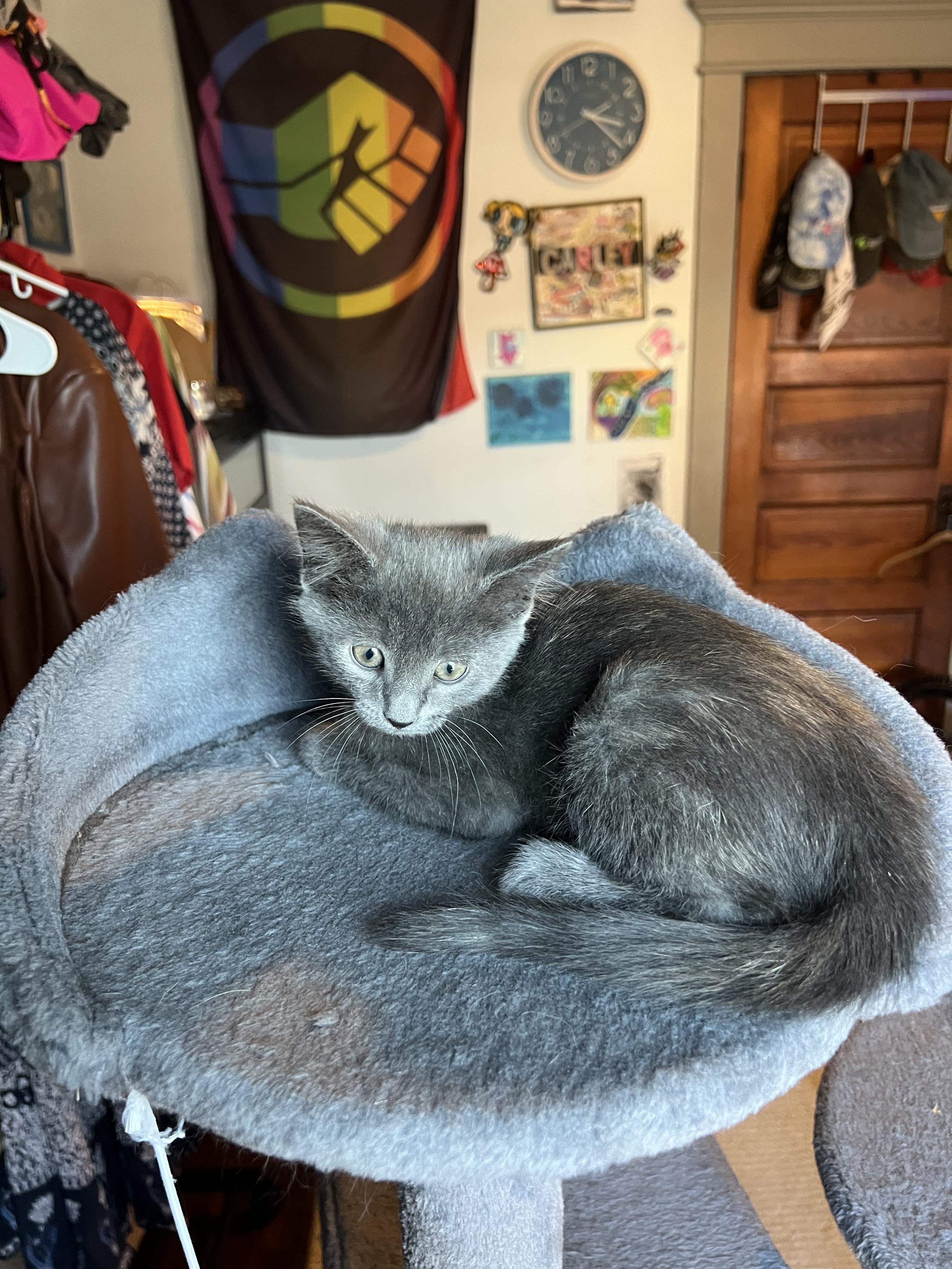 Enlarge Acadia, a Adoptable Domestic Short Hair in Columbus, OH image 5/6
