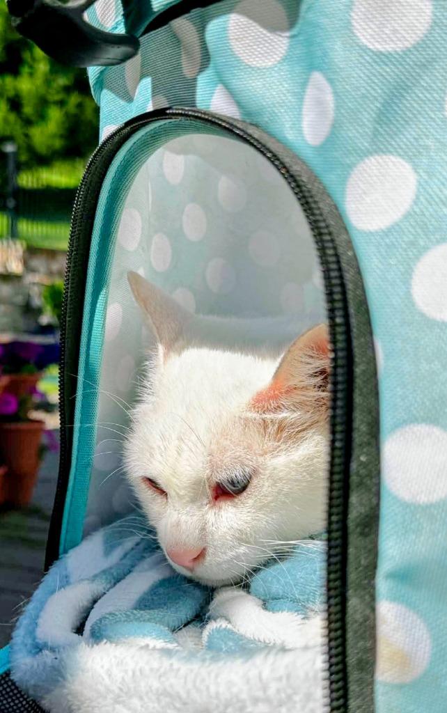 Cosmo, Adoptable, Young Male Domestic Short Hair.