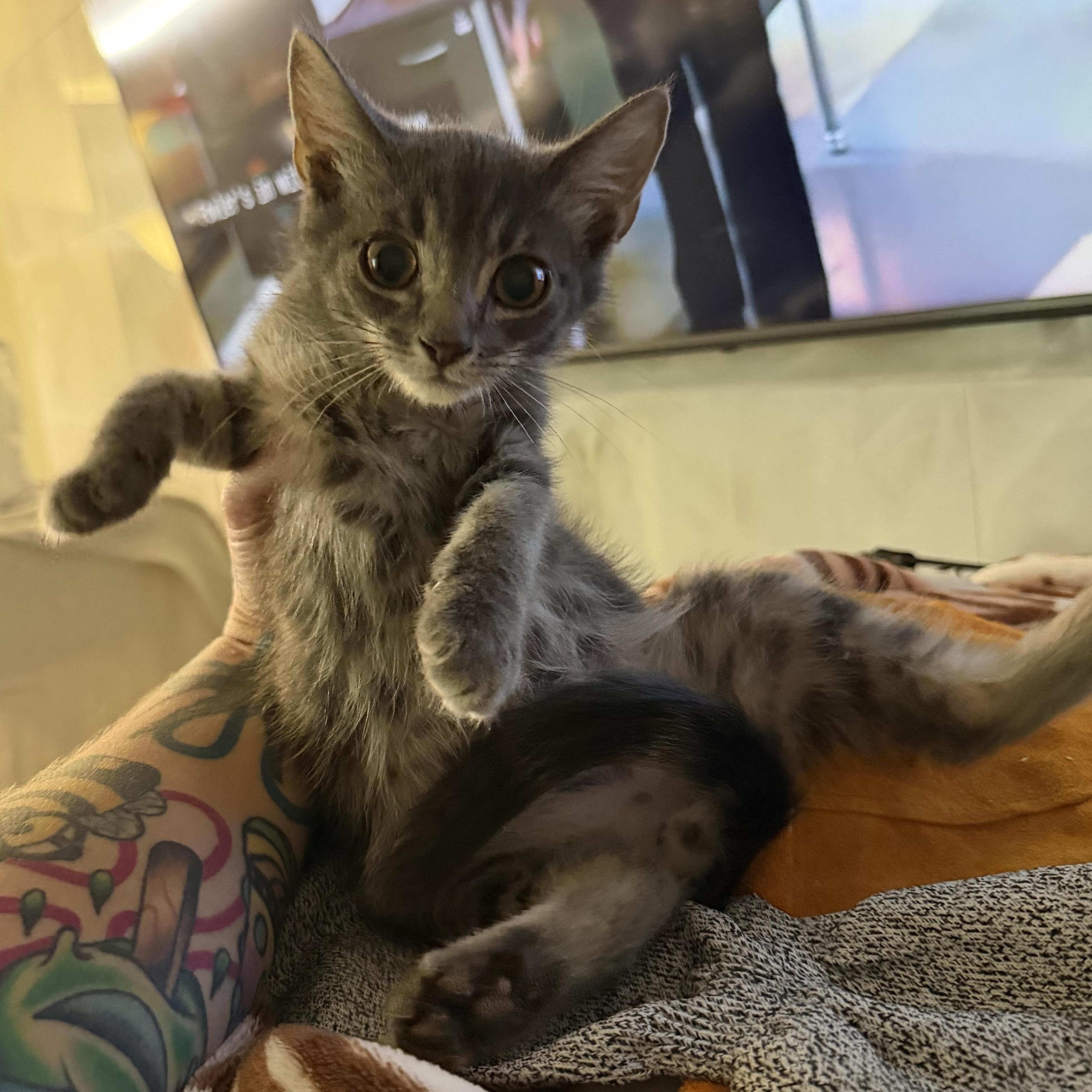 Enlarge Fozzie, a ADOPTABLE Domestic Short Hair in Tulsa, OK image 3/5