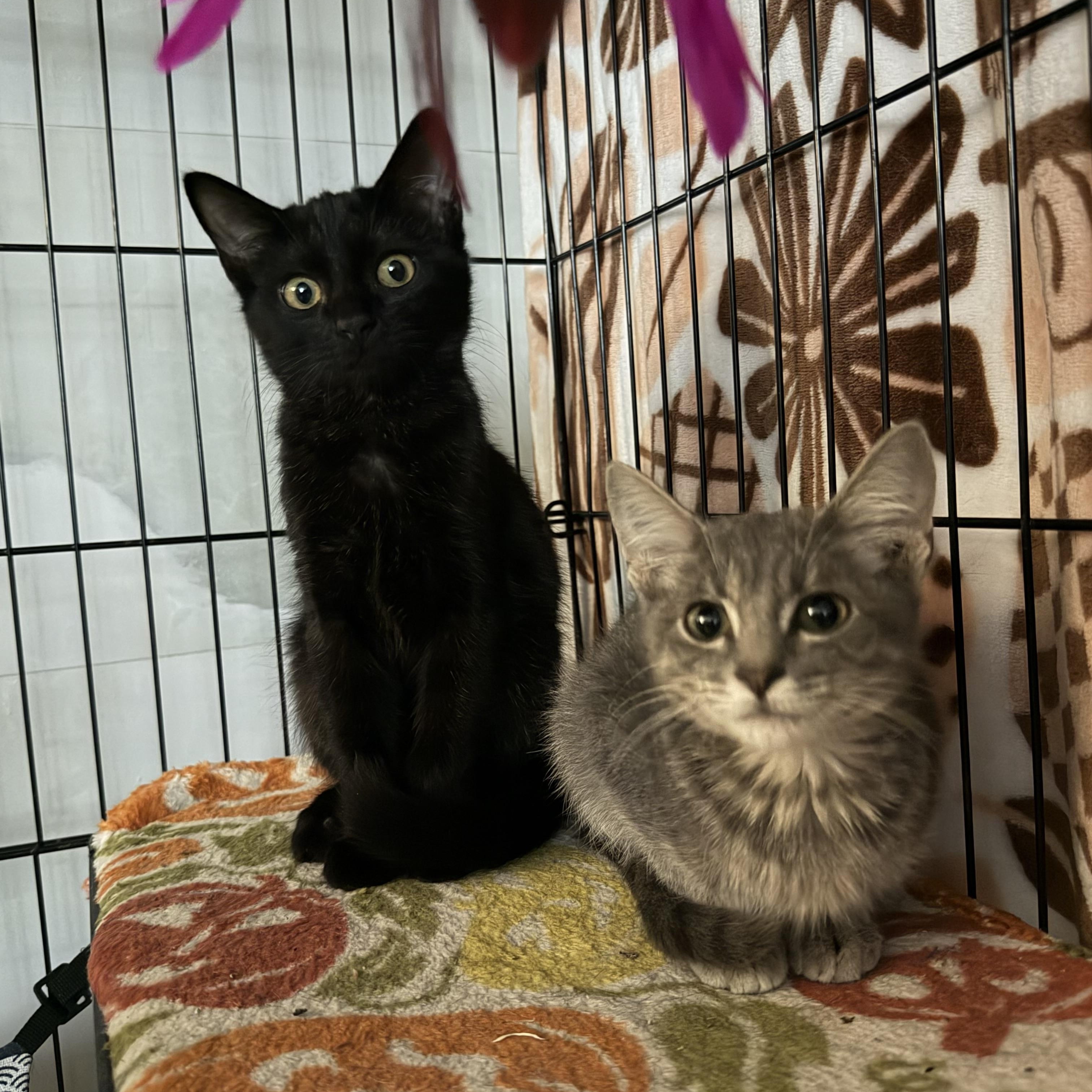 Enlarge Fozzie, a ADOPTABLE Domestic Short Hair in Tulsa, OK image 2/5