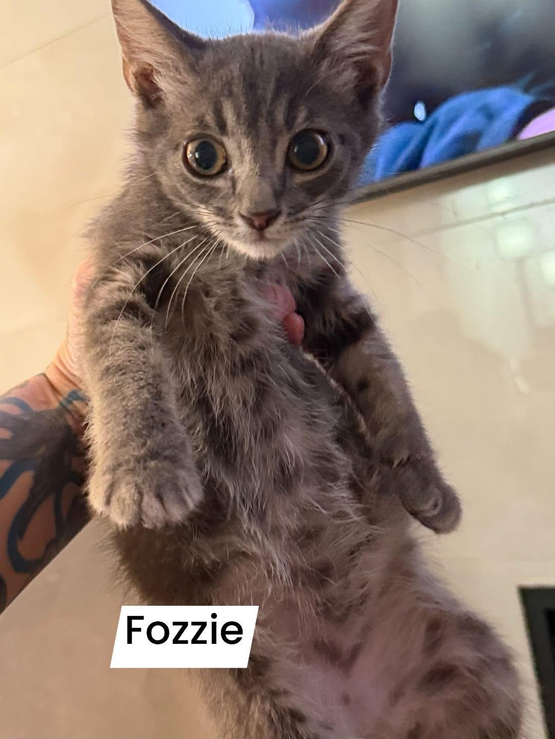 Fozzie, ADOPTABLE, Kitten Male Domestic Short Hair.