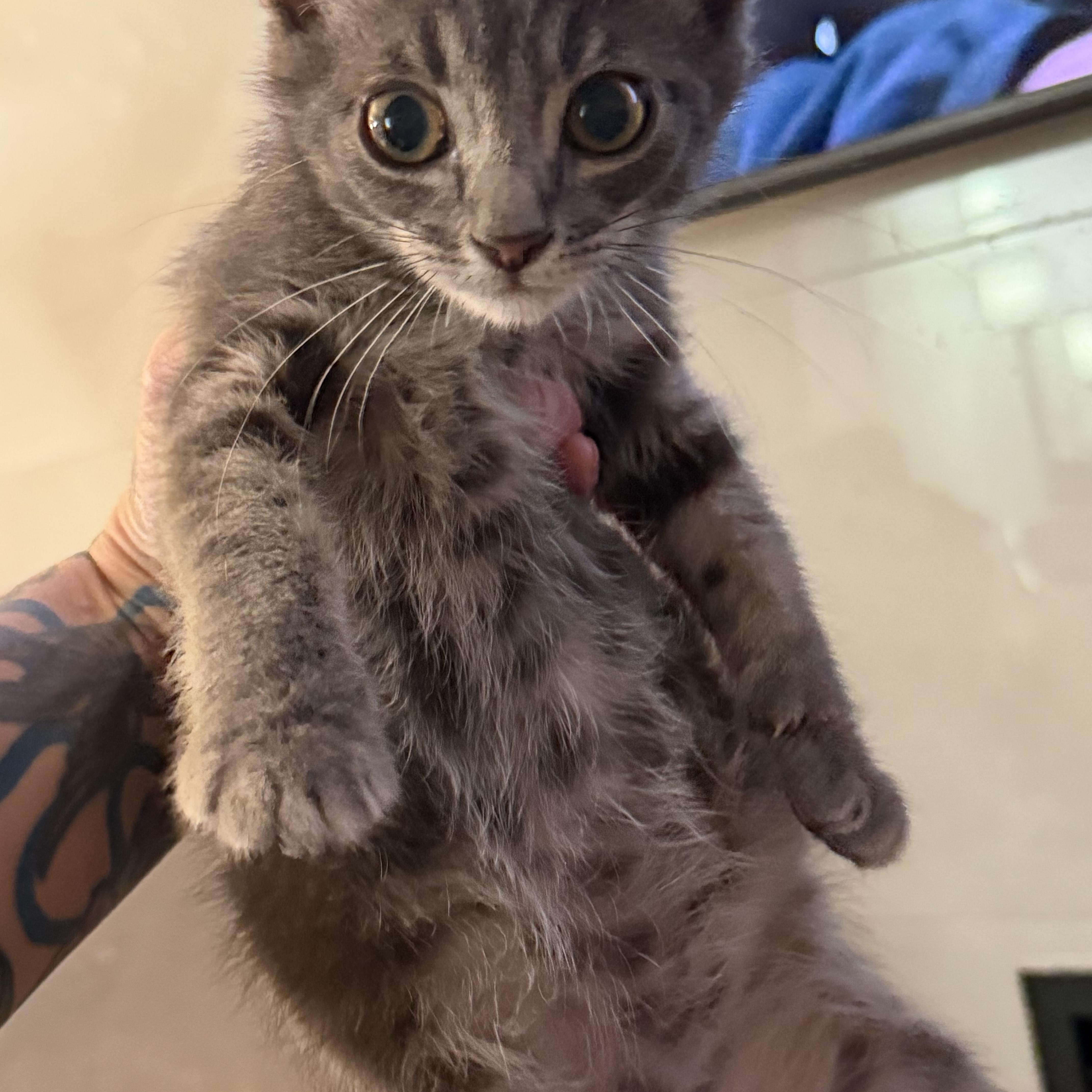Enlarge Fozzie, a ADOPTABLE Domestic Short Hair in Tulsa, OK image 5/5