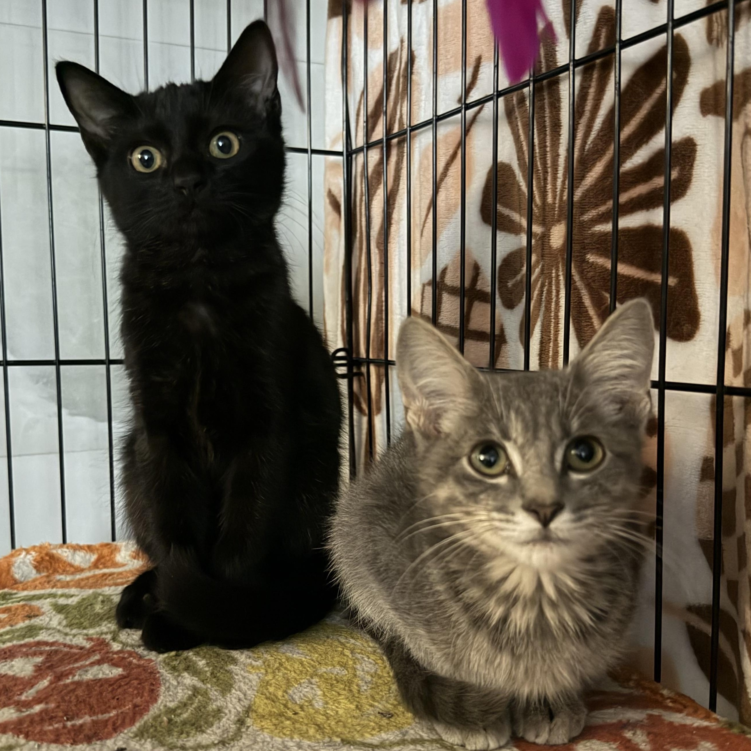 Enlarge Fozzie, a ADOPTABLE Domestic Short Hair in Tulsa, OK image 4/5