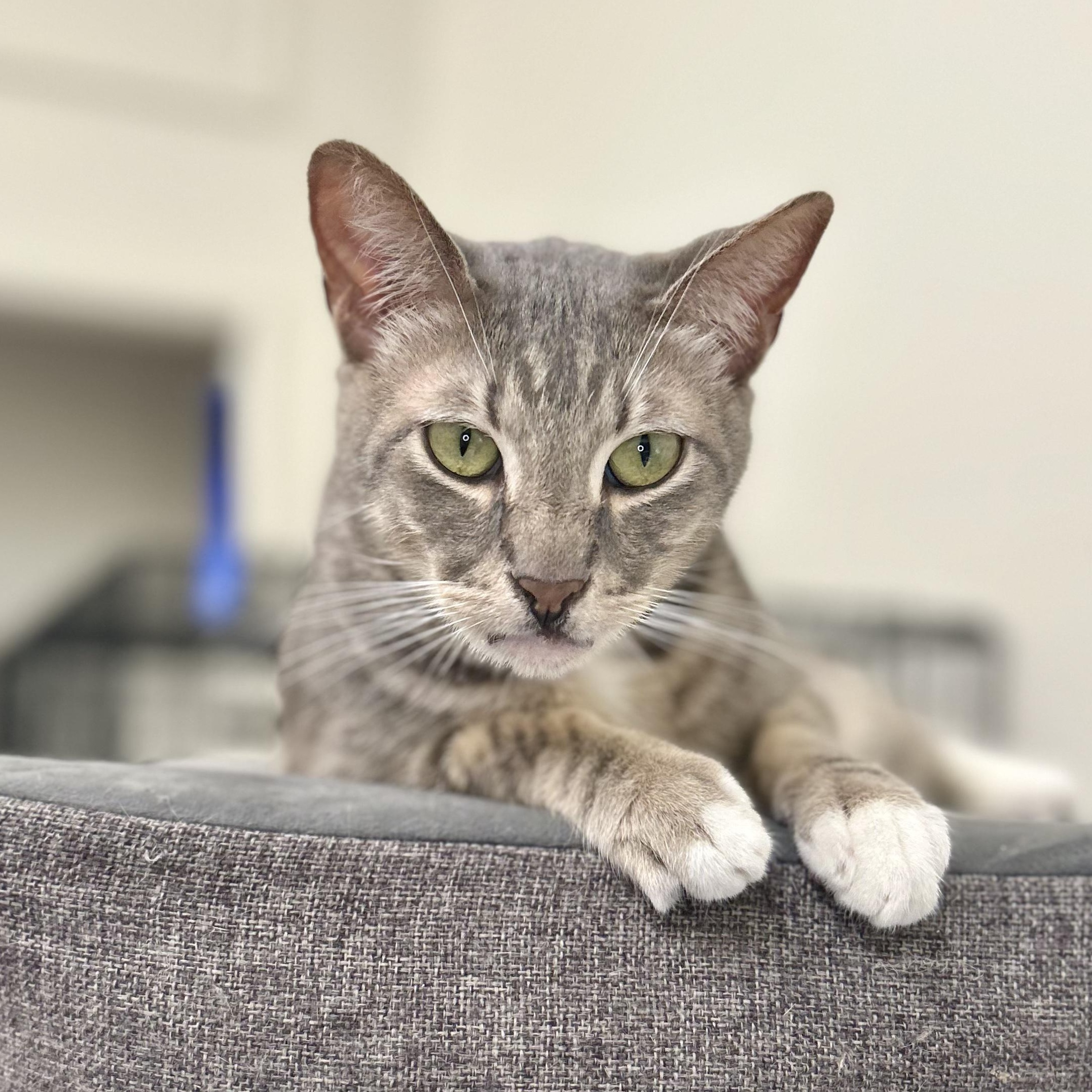 Bobby, ADOPTABLE, Adult Male Domestic Short Hair.