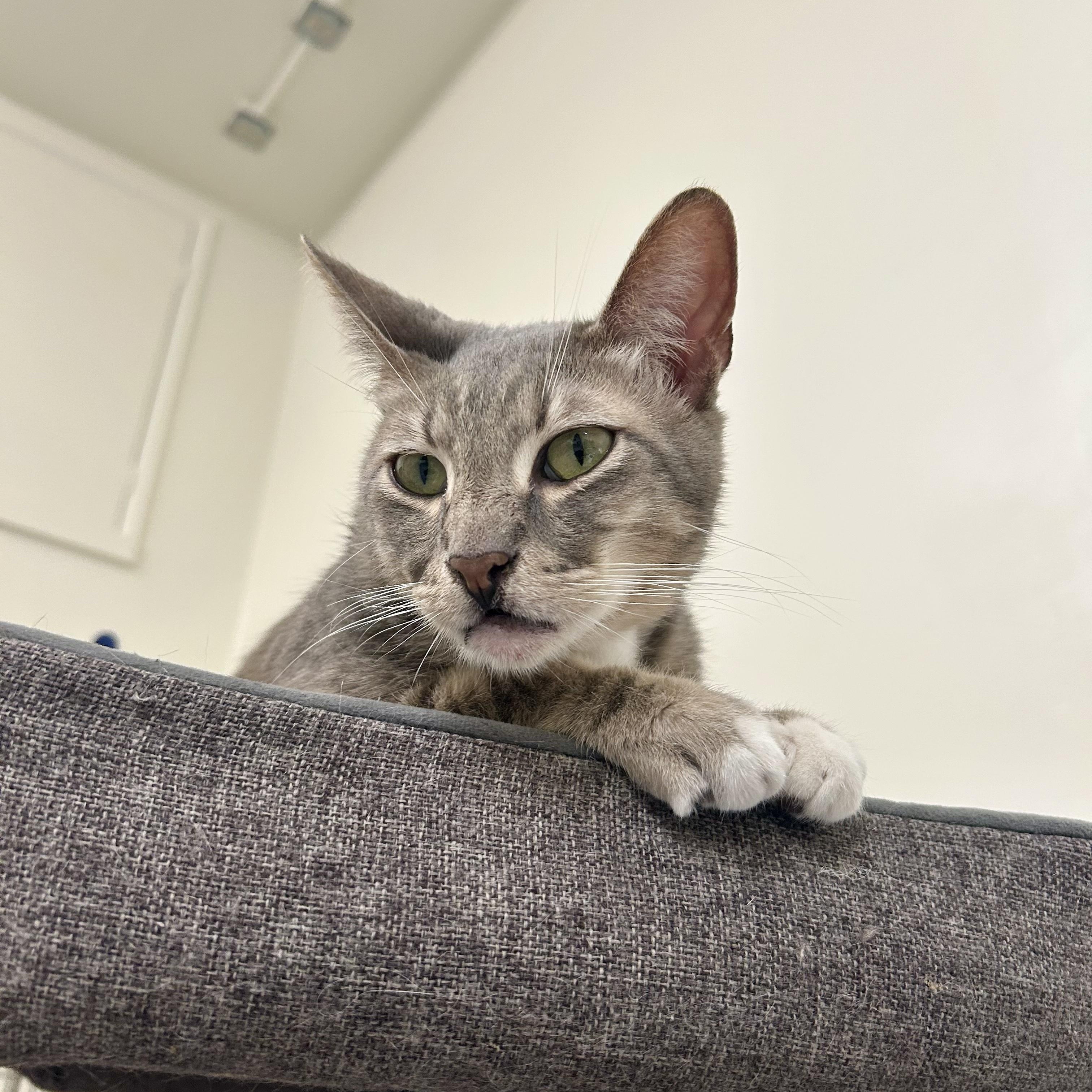 Bobby, a ADOPTABLE Domestic Short Hair in Santa Monica, CA image 3/4
