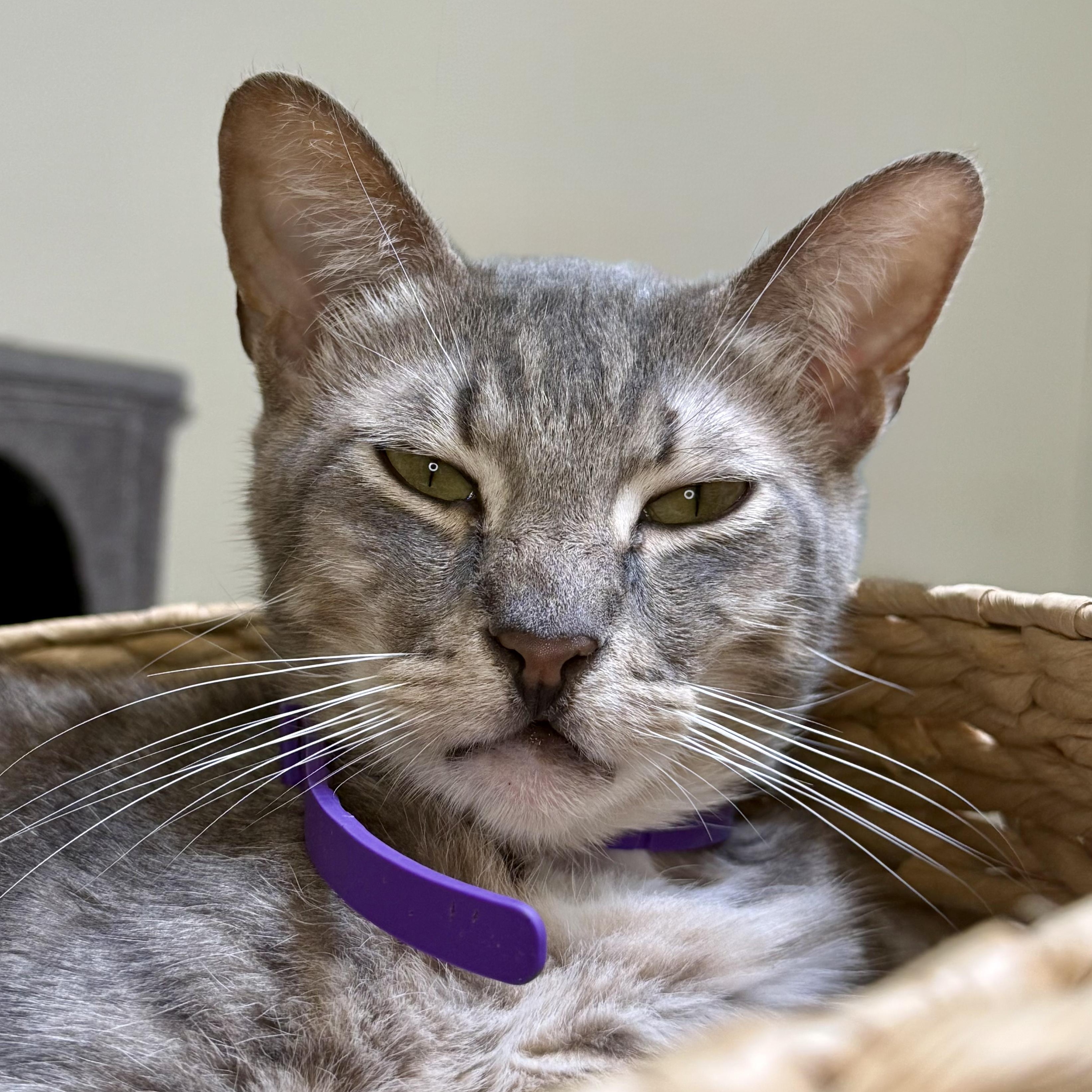 Bobby, a ADOPTABLE Domestic Short Hair in Santa Monica, CA image 3/4