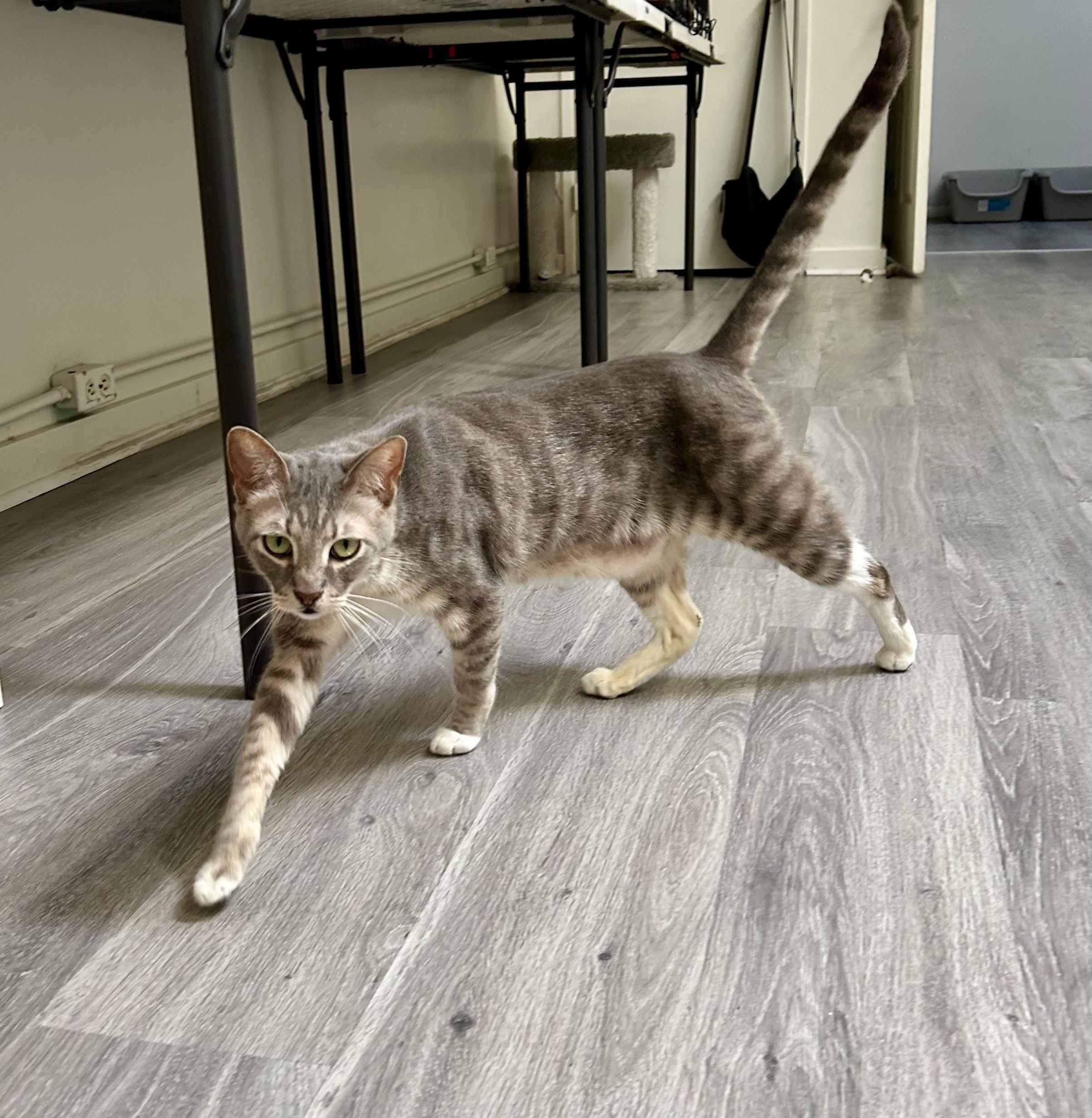Bobby, a ADOPTABLE Domestic Short Hair in Santa Monica, CA image 2/4