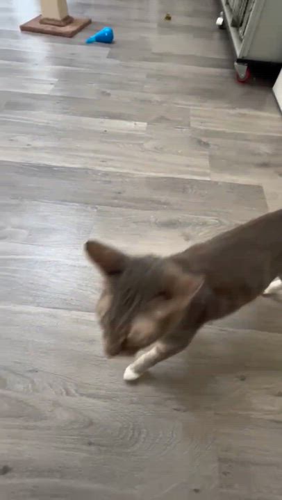 Enlarge Bobby, a ADOPTABLE Domestic Short Hair in Santa Monica, CA video 4/4