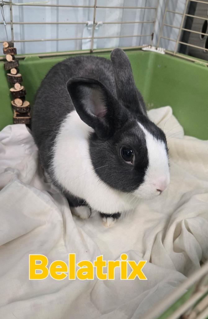Belatrix, Adoptable, Adult Female American.