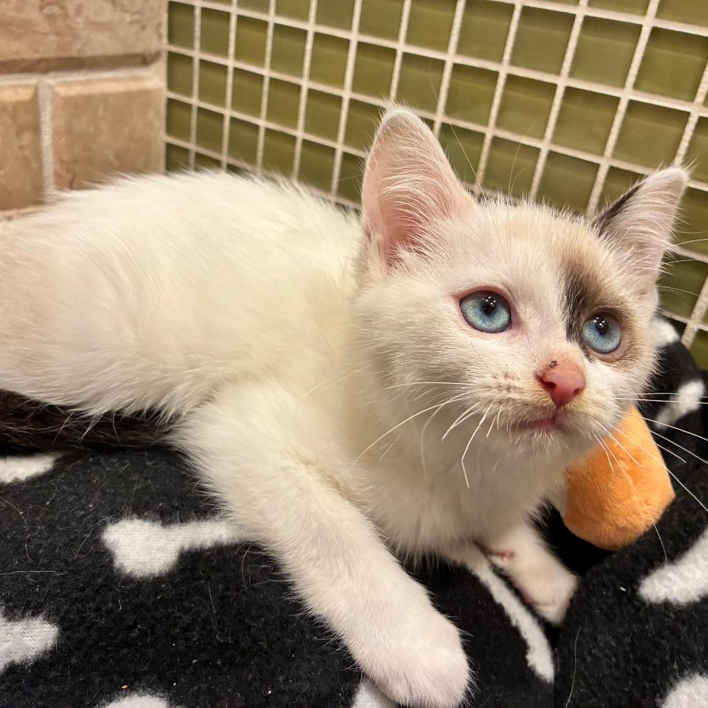 Enlarge Marian Anderson, a Adoptable mixed breed in Ferndale, MI image 1/3