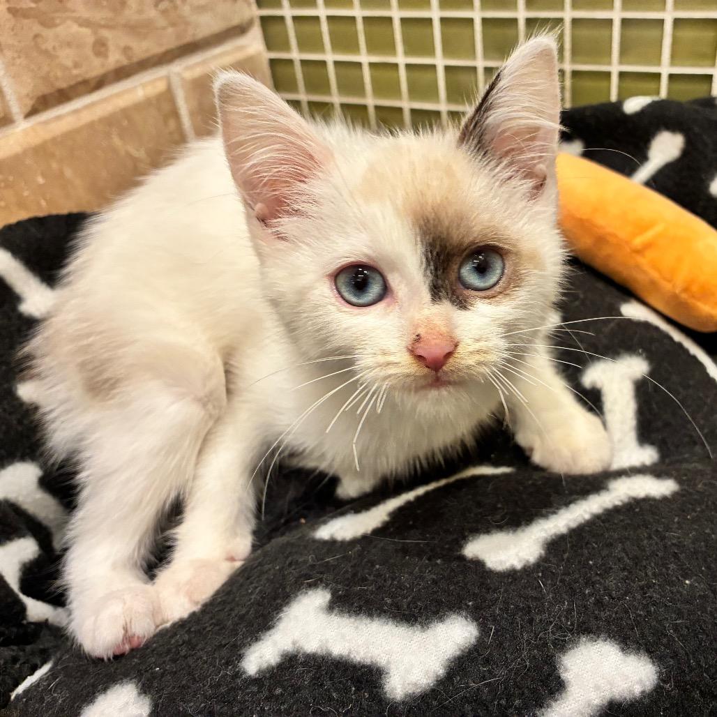 Enlarge Marian Anderson, a Adoptable mixed breed in Ferndale, MI image 2/3