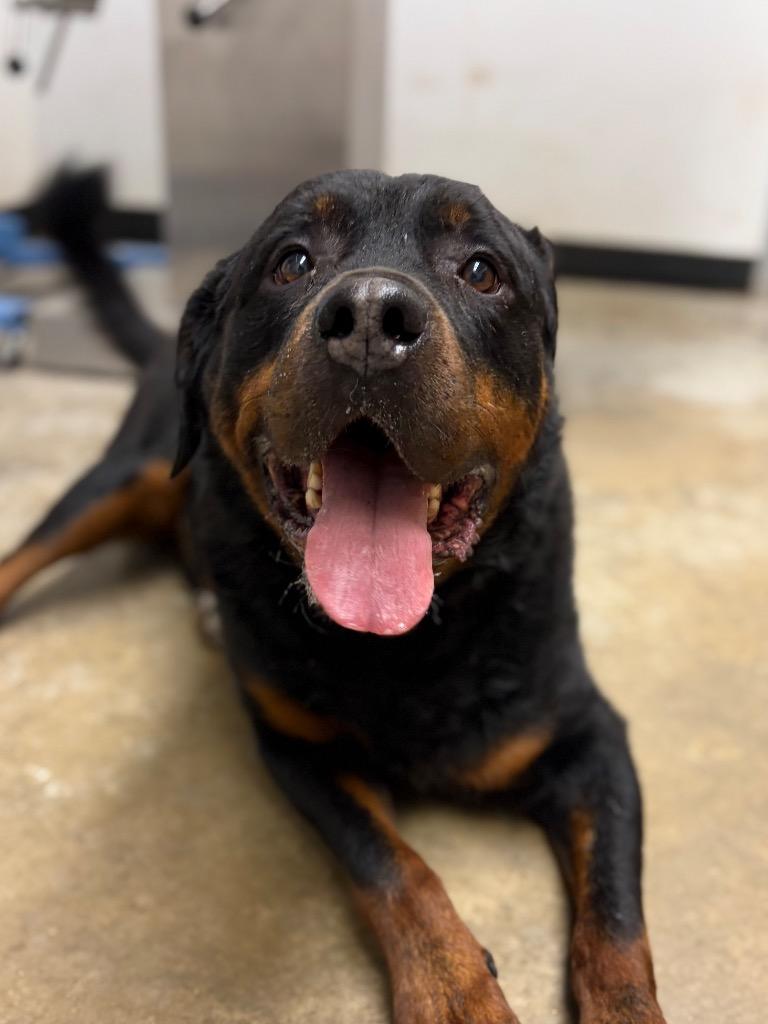 Enlarge Pudge/Tunner, a Adoptable mixed breed in Lockhart, TX image 1/1