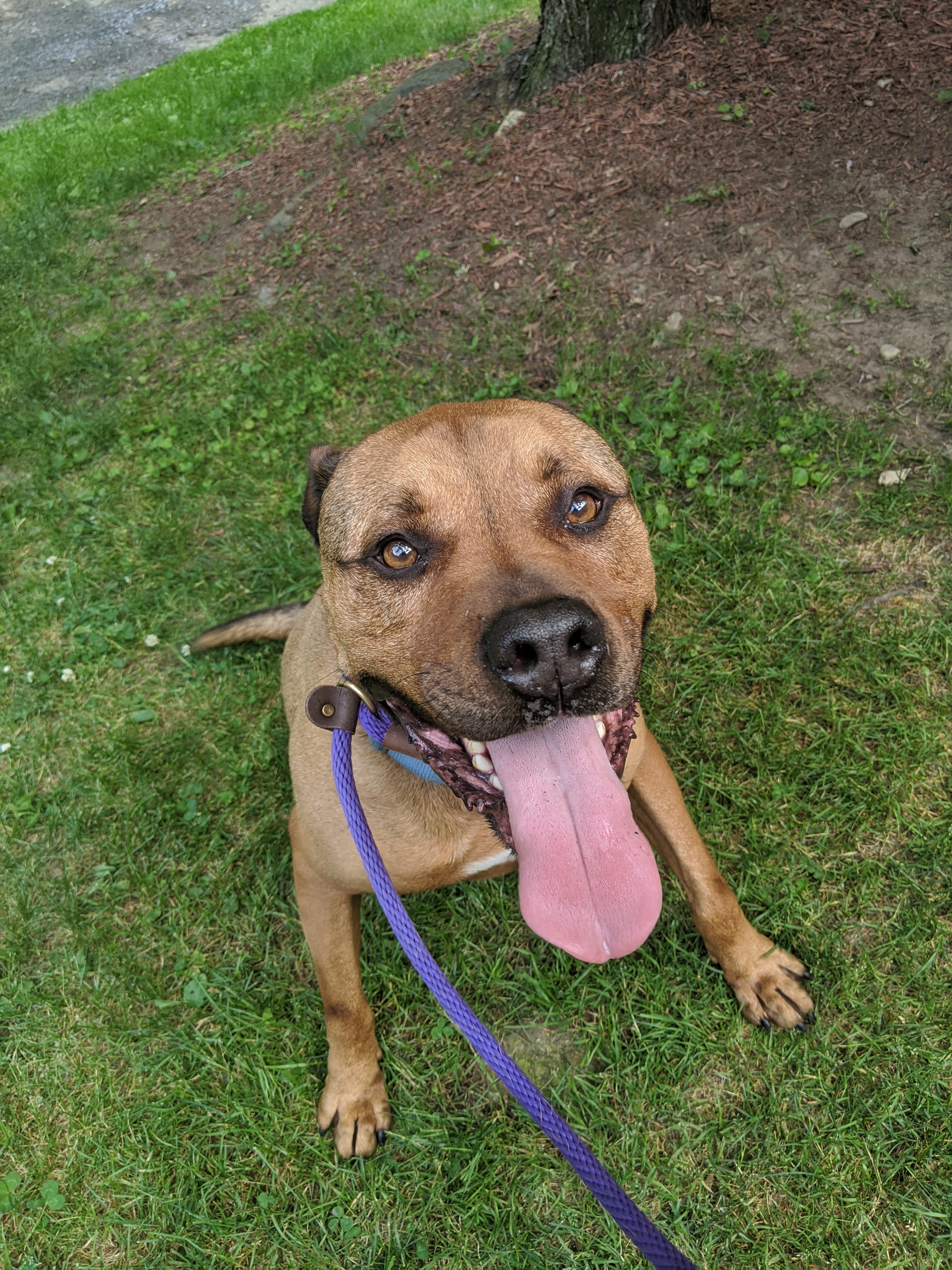 Biggie, Adoptable, Adult Male Pit Bull Terrier.