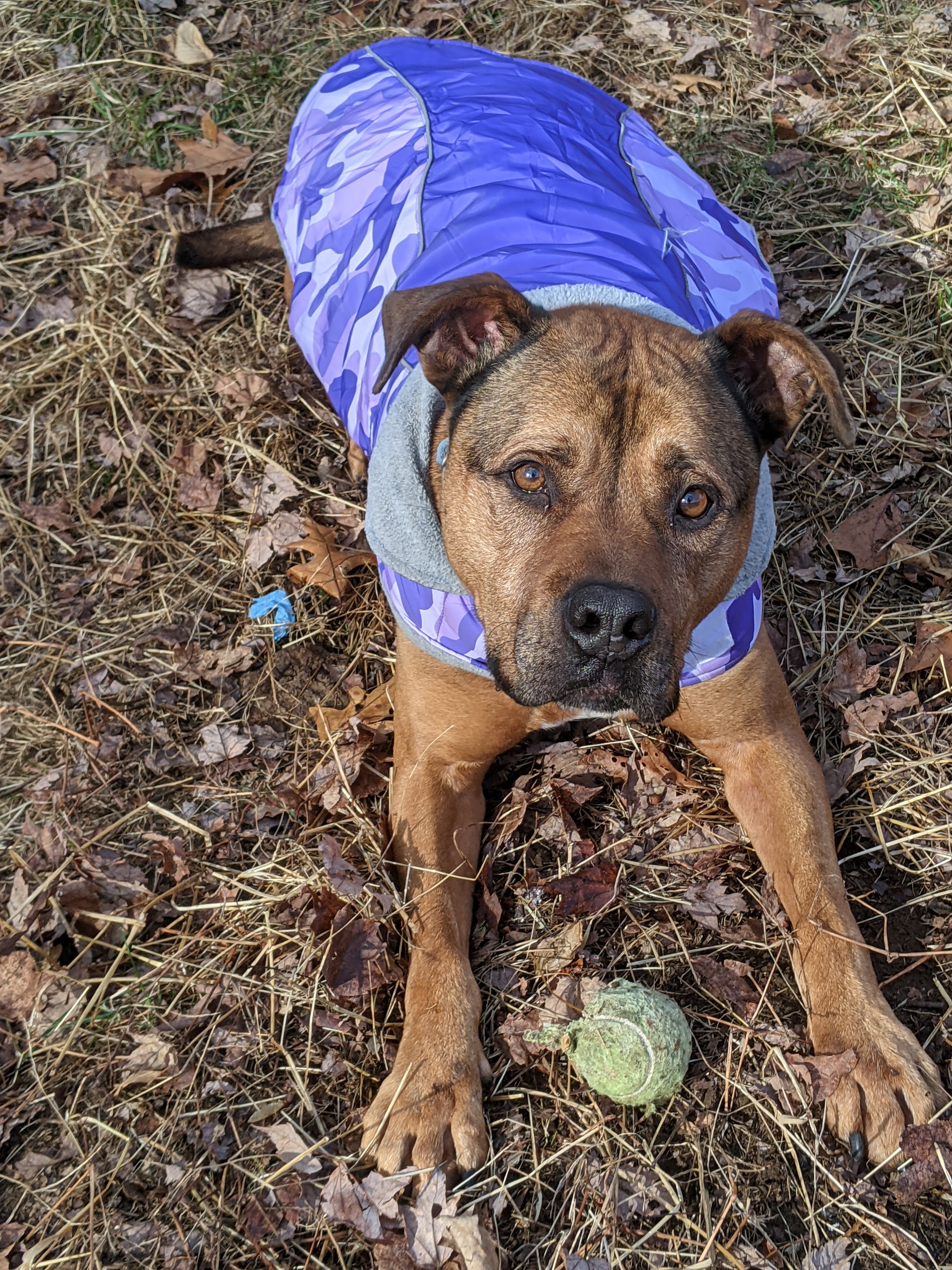 Biggie, a Adoptable mixed breed image 2/11