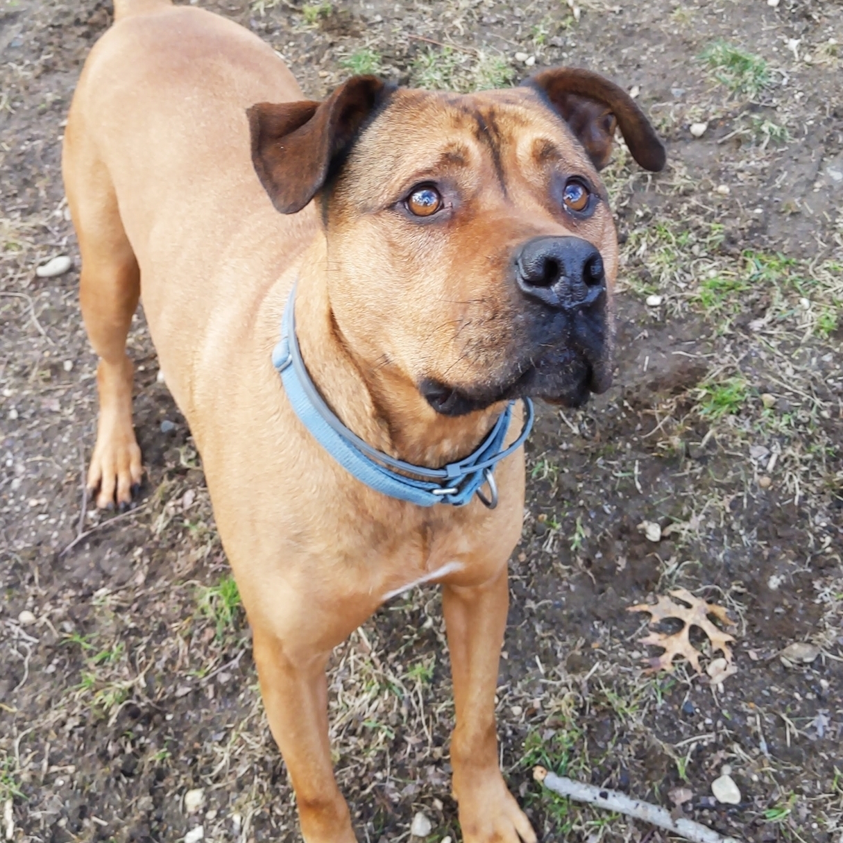 Biggie, a Adoptable mixed breed image 3/11