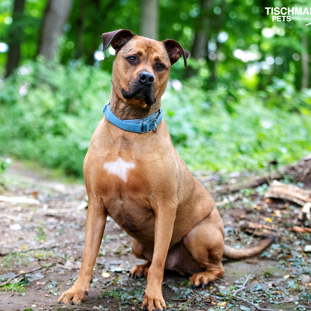 Biggie, a Adoptable mixed breed image 5/11