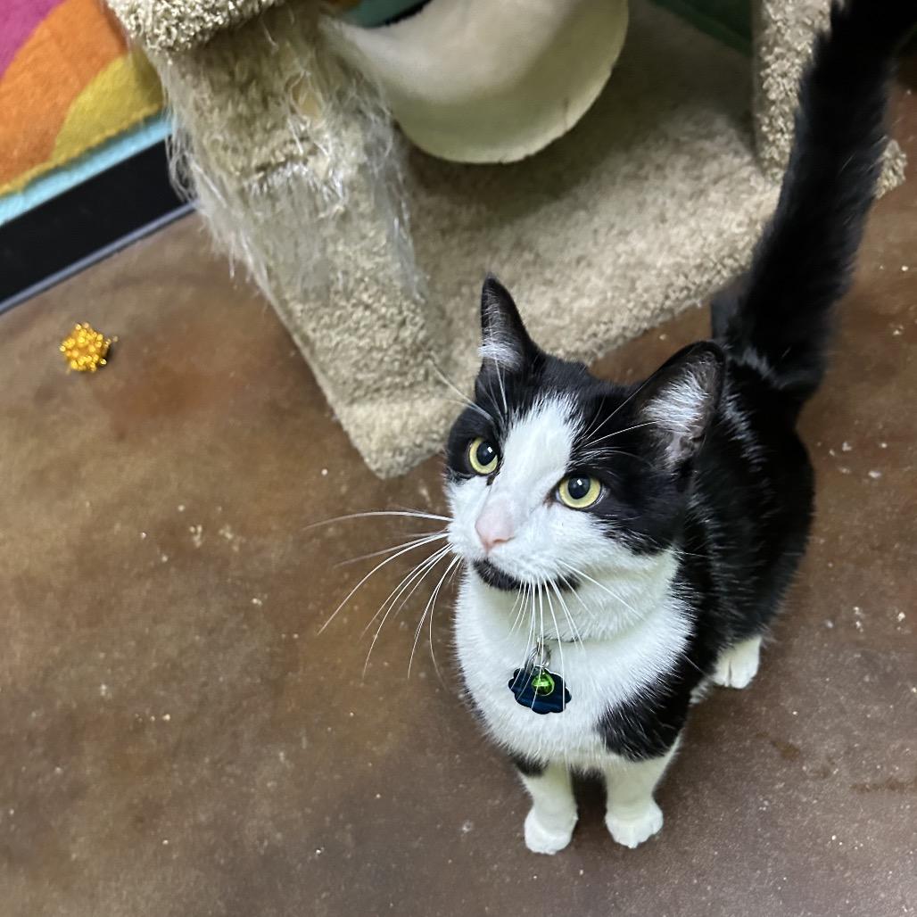 Enlarge Gunner, a Adoptable Domestic Short Hair in Springfield, MO image 1/6