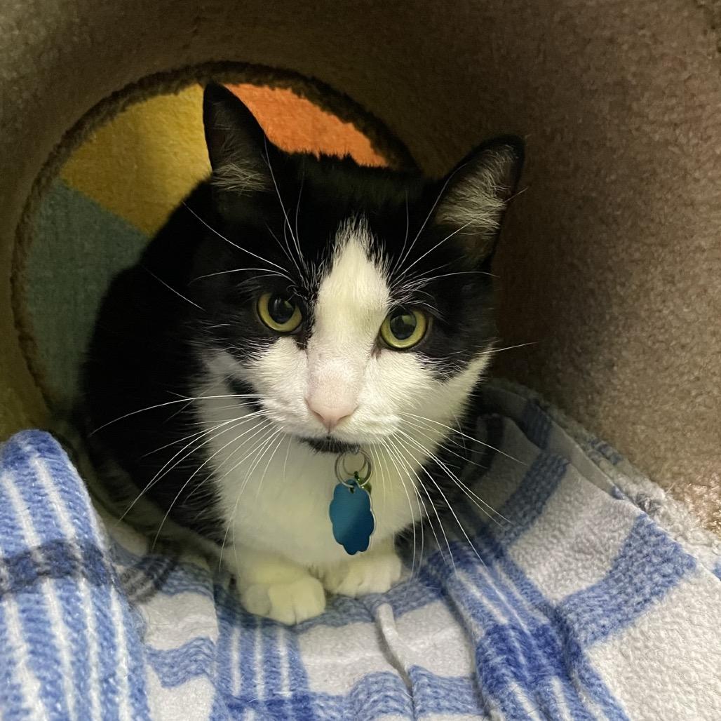 Enlarge Gunner, a Adoptable Domestic Short Hair in Springfield, MO image 2/6