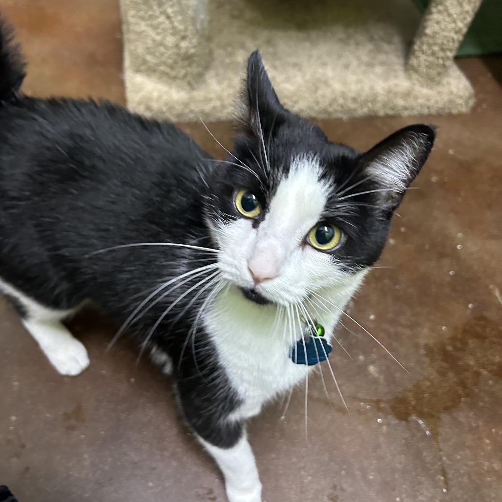 Enlarge Gunner, a Adoptable Domestic Short Hair in Springfield, MO image 3/6