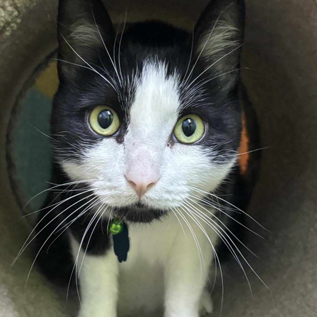 Enlarge Gunner, a Adoptable Domestic Short Hair in Springfield, MO image 4/6