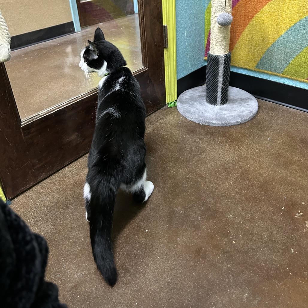 Enlarge Gunner, a Adoptable Domestic Short Hair in Springfield, MO image 5/6