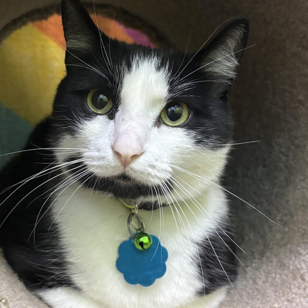 Enlarge Gunner, a Adoptable Domestic Short Hair in Springfield, MO image 6/6