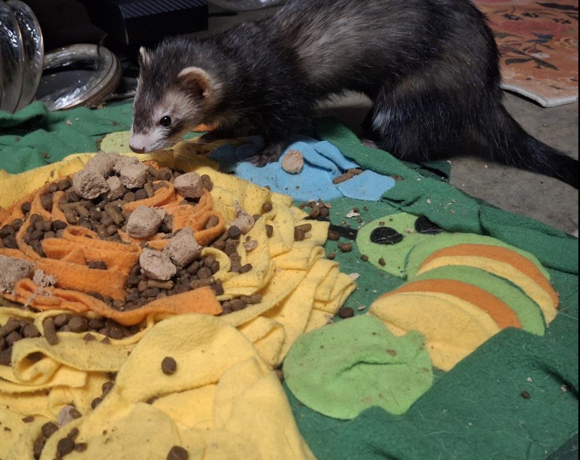 Dora, Adopted, Young Female Ferret.