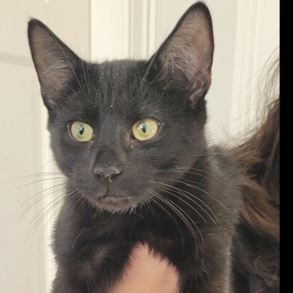 Enlarge Hercules, an adopted Domestic Short Hair in Norwalk, CT image 2/2