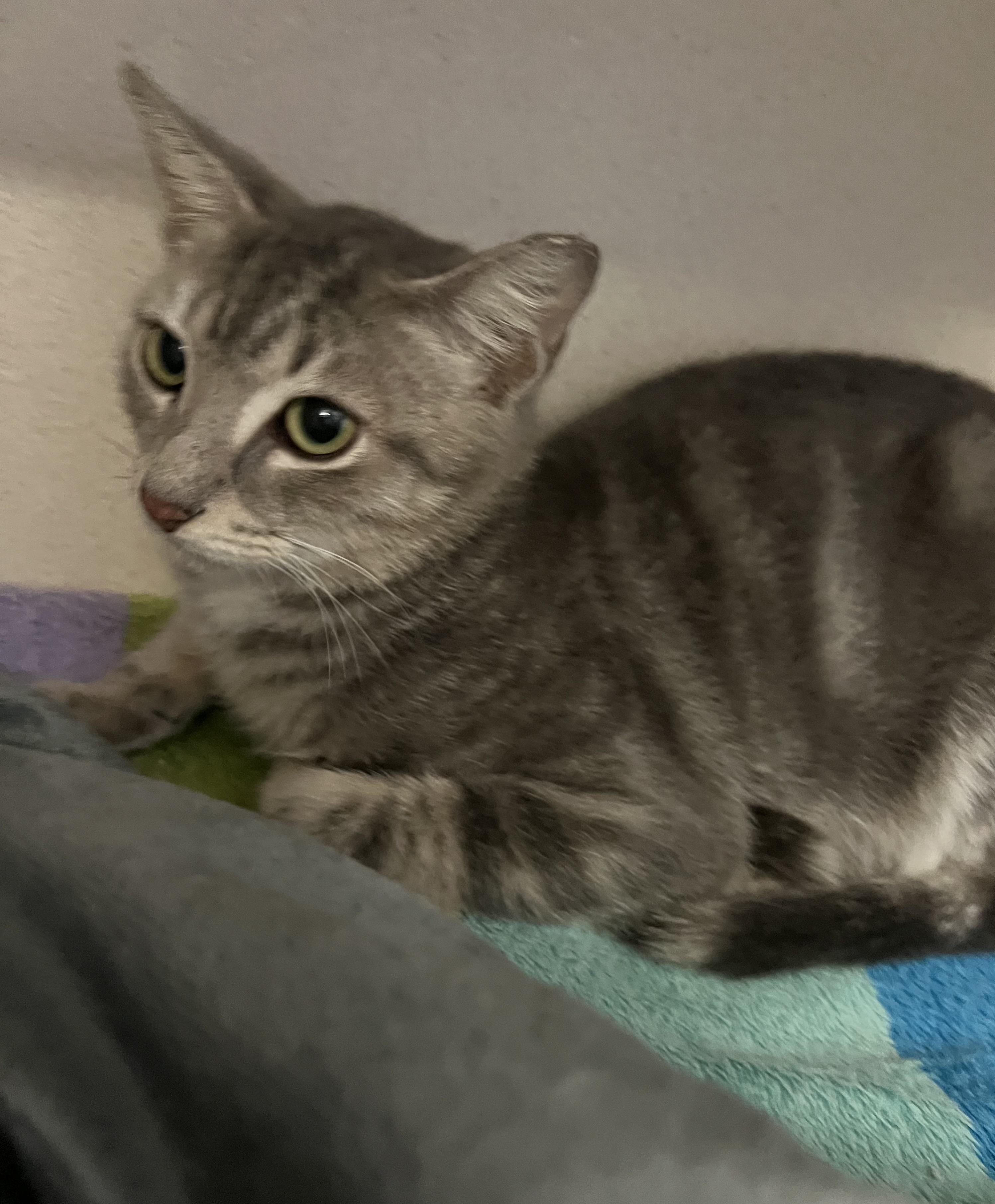 Enlarge Ricky, an adoptable Domestic Short Hair in Salem, NH image 1/1