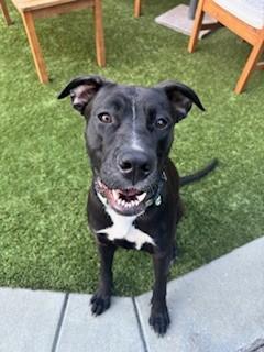 Enlarge BOO, a Adoptable mixed breed in San Jose, CA image 1/1