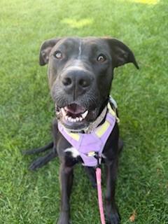 BOO, Adoptable, Young Female Labrador Retriever & Pit Bull Terrier.