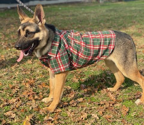 Enlarge Lilo, an adoptable mixed breed in Colusa, CA image 4/6