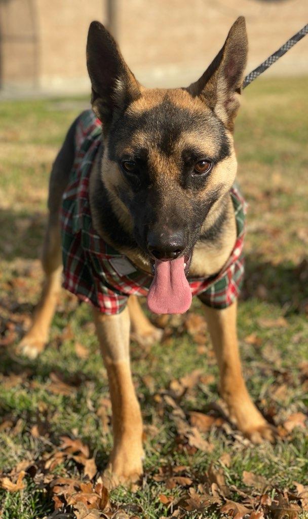 Lilo, adoptable, Adult Male German Shepherd Dog.