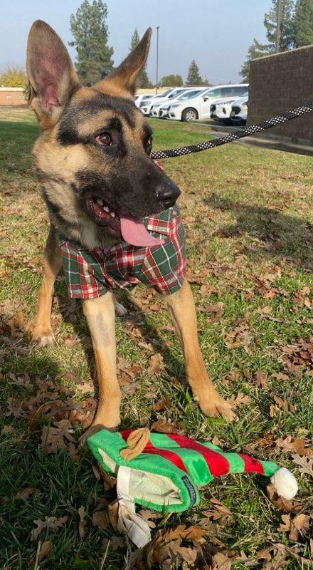 Enlarge Lilo, an adoptable mixed breed in Colusa, CA image 5/6